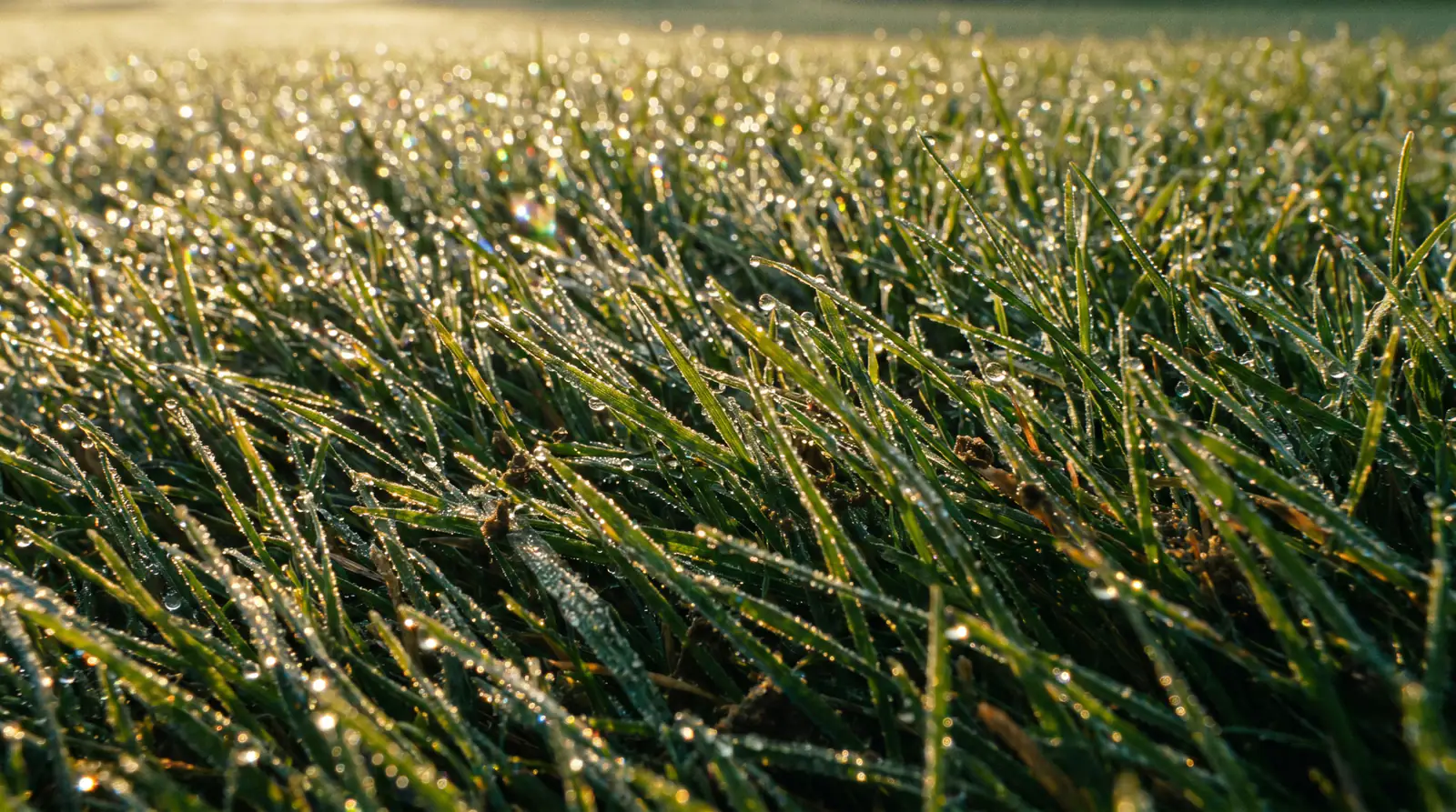 Close-up of grass blade direction on a Bermuda green showing visible grain